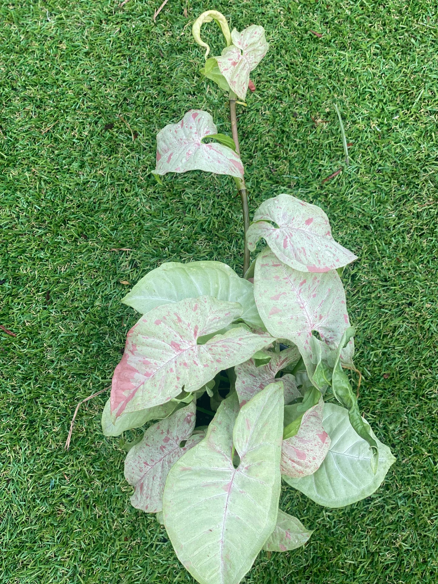 Syngonium milk confetti